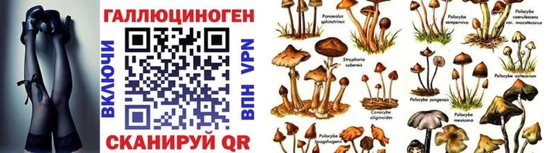 где продают   Чистополь  Псилоцибиновые грибы Psilocybine cubensis 
